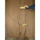 JABŁOŃ GALA soczysty słodki owoc deserowy - sadzonki 110 / 140 cm